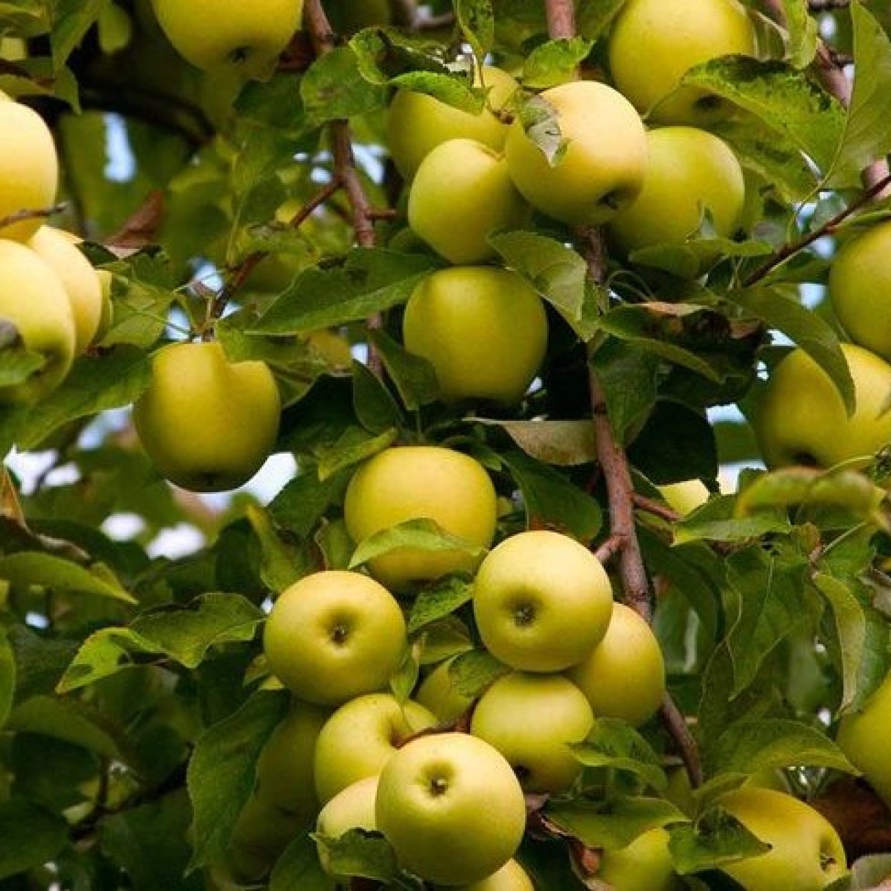 Obrázok Jabloň domáca (Malus domestica) ´GOLDEN DELICIOUS´ - zimná, výška 120-150 cm, voľnokorenná